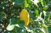 Cedro Atlantico O.E. - foto 1