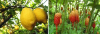 Gingerlemon O.E. - foto 1