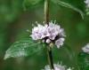 Menta Campestre O.E. - foto 1