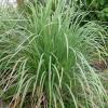 Vetiver O.E. - foto 1