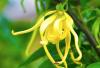 Ylang ylang O.E. - foto 1