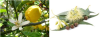 Fresco Limone O.E. - foto 1