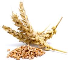 Olio germe di grano