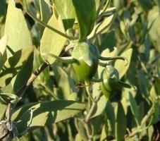 Olio jojoba