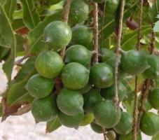 Olio macadamia