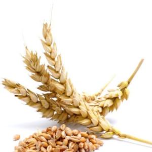 armoniaebenessereitalia it p253525-olio-germe-di-grano 015