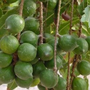 armoniaebenessereitalia it p253529-olio-macadamia 015