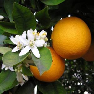armoniaebenessereitalia it p253538-arancio-amaro-o-e 015