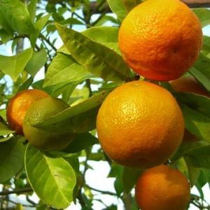 armoniaebenessereitalia it p253546-arancio-dolce-o-e 015
